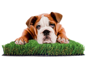 synthetic-grass-dog-run